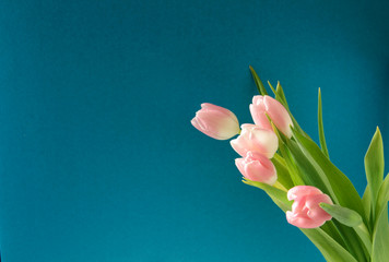 Bouquet of flowers, pink tulips on a blue background