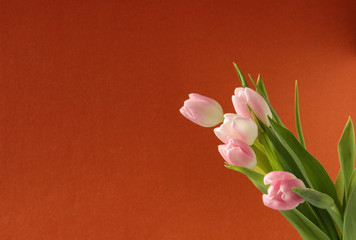 Bouquet of flowers, pink tulips on a dark orange background