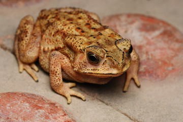 Top angle of Golden eyes of Duttaphrynus melanostrictus, Indian common toad, Distribution , All over India