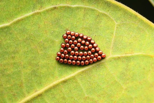 Stink bug eggs, Pentatomidae eggs, Pune, Maharashtra, India.JPG