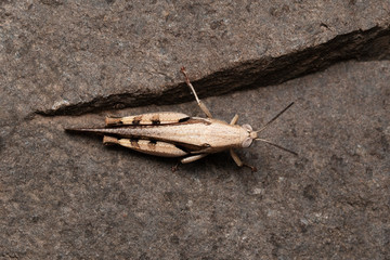 Woodland grasshopper, Omocestus rufipes, Pune, Maharashtra, India