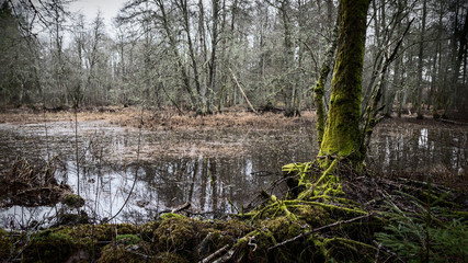 Scenic view of flooded river in forest