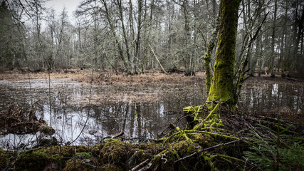 Scenic view of flooded river in forest