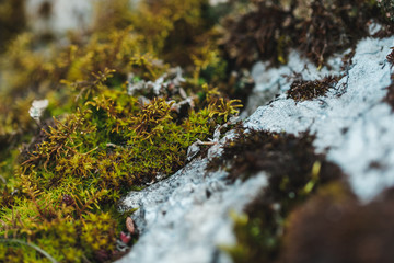 macro shooting of fireplace in nature