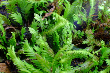 Moss macro photo: green grass