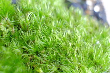 Moss macro photo: green grass