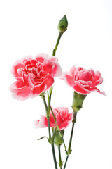Pink Carnation on white background.