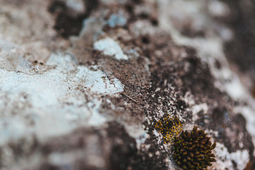 macro shooting of fireplace in nature