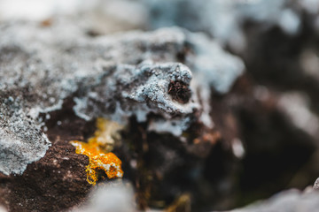 macro shooting of fireplace in nature