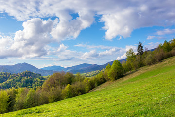 Fototapeta na wymiar stunning rural landscape in mountains. fields and meadows on hills rolling in to the distant ridge. trees in fresh green foliage. nature scenery on a sunny day in spring. fluffy clouds on the sky