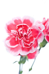 Pink Carnation on white background.