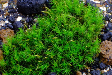 Moss macro photo: green grass