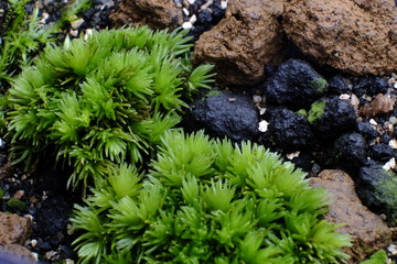 Moss macro photo: green grass