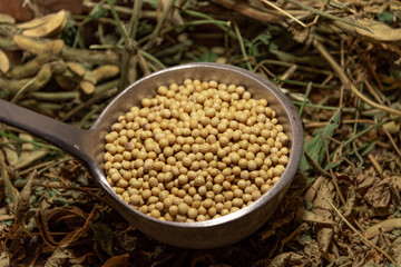 Soy beans in a metal shell on an organic background