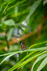 Different species of Butterflies on plants.