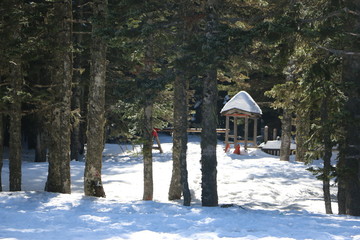house in winter forest