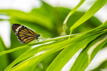 Different species of Butterflies on plants.