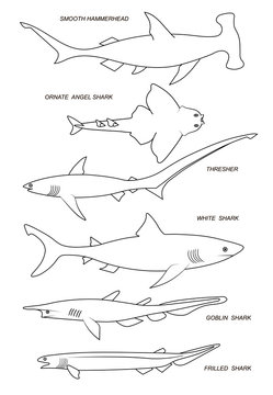 Ocean sharks. Vector black outline image.