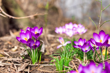 Close-up blooming purple crocus flowers on meadow under sun beams in spring time. Beautiful spring background. Selective focus