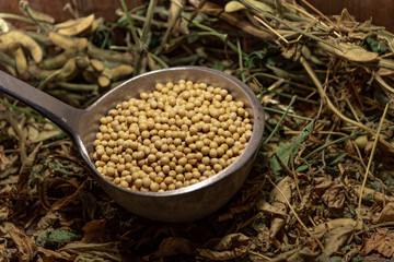 Soy beans in a metal shell on an organic background