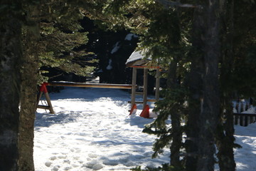 cabin in winter forest