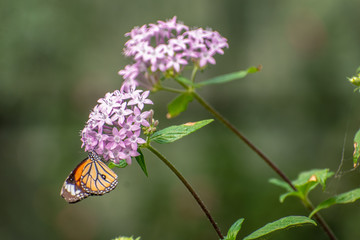 Different species of Butterflies on plants.