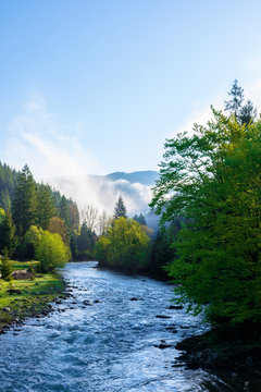 mountain river on a misty sunrise. amazing nature scenery with fog rolling above the trees in fresh green foliage on the shore in the distance. wonderful countryside landscape in morning light