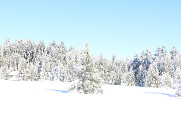 snow covered trees