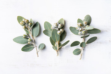 Australian native eucalyptus leaves and gum nuts on white washed wood surface, photographed from above.