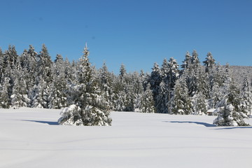 winter landscape with trees and snow