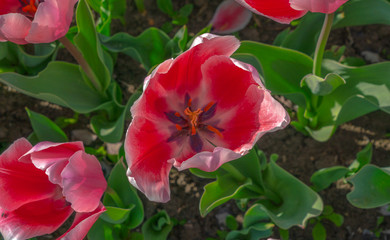 red tulip 