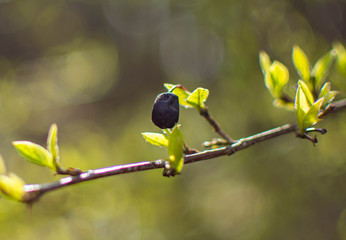 green leaves of tree in spring