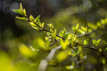 green leaves of tree in spring
