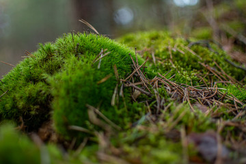 moss