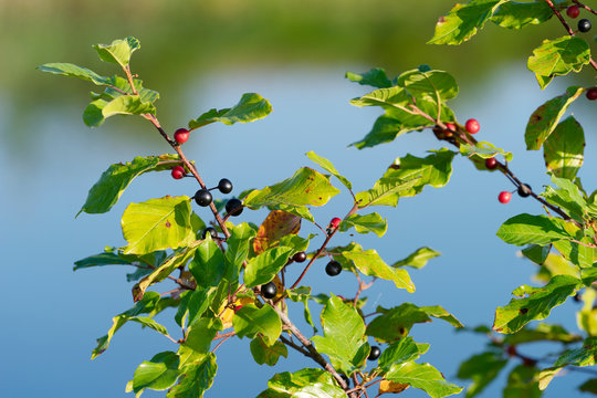 Branches of Frangula alnus with black and red berries  on the background of the lake. Alder buckthorn, glossy buckthorn, breaking buckthorn or Rhamnus frangula