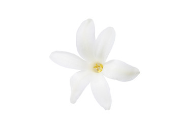 Small white hyacinth flower isolated on white background close-up. Spring flowers.