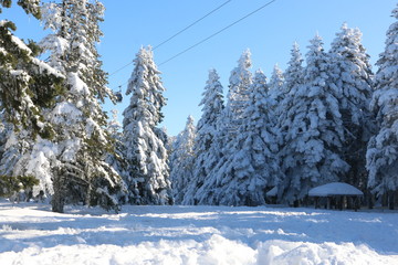 winter mountain landscape with snowy trees and snow