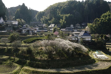 Fototapeta na wymiar 梅花咲く山間の集落