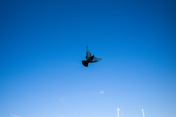 asia japan cityscape kyoto osaka