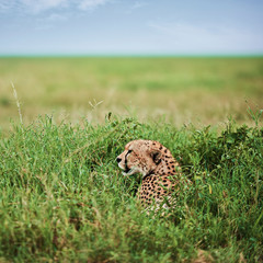 African cheetah in the grass