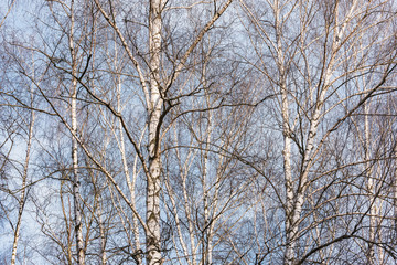 Birch trees branches on the sky background.