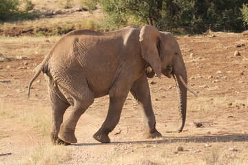 Fototapeta na wymiar Elephant under Sun Walking towards Shade