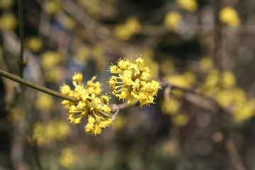 Cornelian cherry yellow flowers and blossoms on branch on selective focus. Early springtime flowers