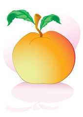 Vector illustration of detailed big shiny green apple