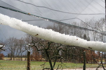 Hailstones on protective net in the orchard after a storm. Hail storm in the garden on early...