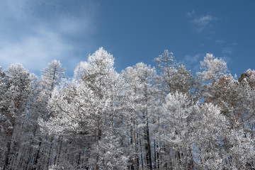 Winter landscape with snow covered trees, Lake Baikal, Siberia, Russia