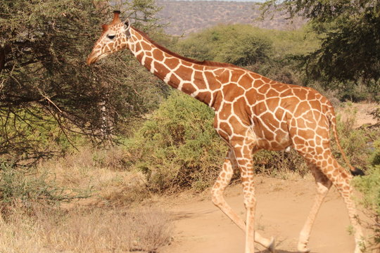 Giraffe Walking in a Forest
