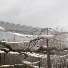 Hailstones on protective net in the orchard after a storm. Hail storm in the garden on early...