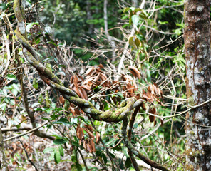 unusual creepers and trees in the Amazonian natural park in Brazil
