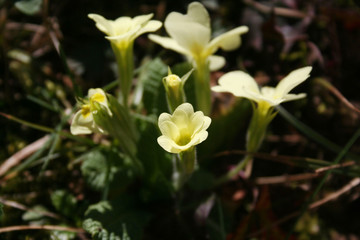 Fototapeta premium Yellow Primrose flowers in the sunlight in the garden. Primula vulgaris 